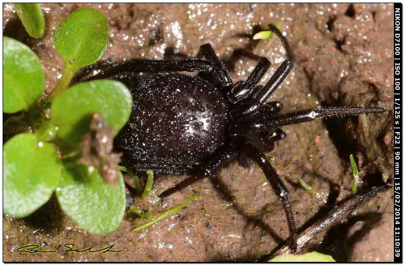 Steatoda paykulliana - Alghero (SS)